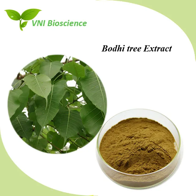 ISO Certified Bodhi Tree Extract/Ficus Religiosa Extract Banyan Extract