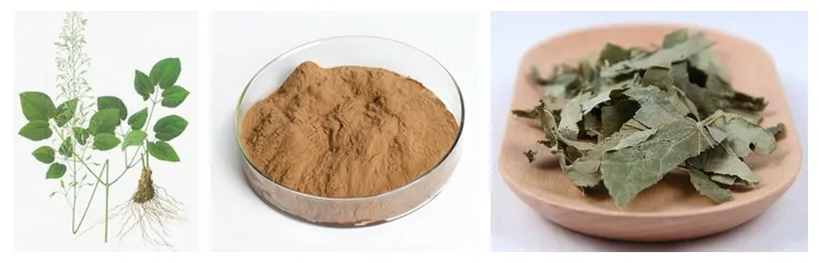 ISO Certified EU Organic icariin 50% 60% 80% 98% Epimedium Sagittatum Extract