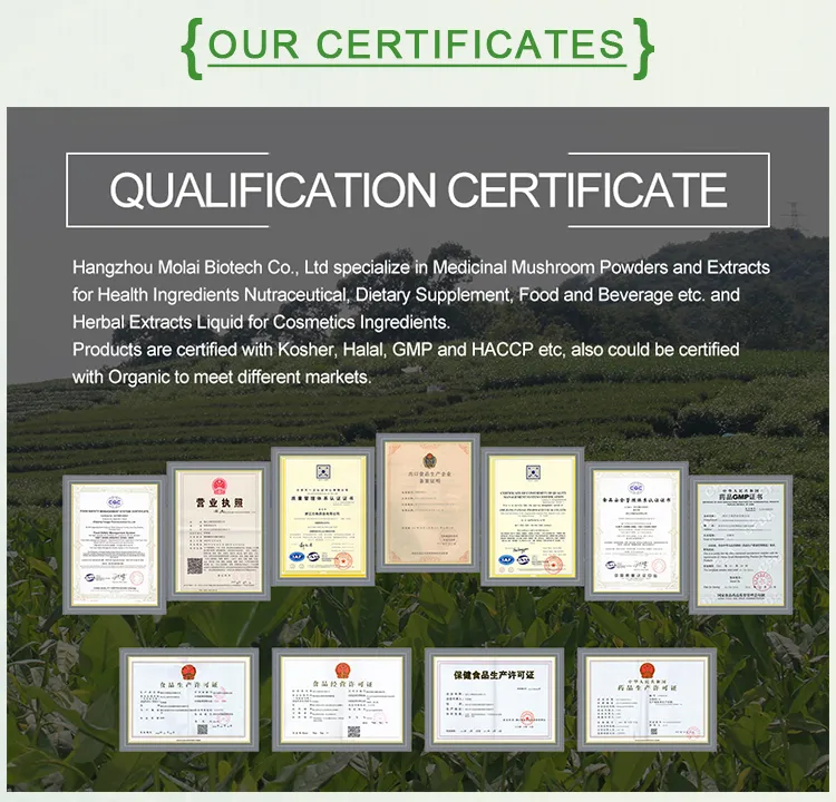 ISO HACCP Certified IVY Leaf Extract Hedera Helix 10: 1 Treatment as Scabies, Lice and Sunburn