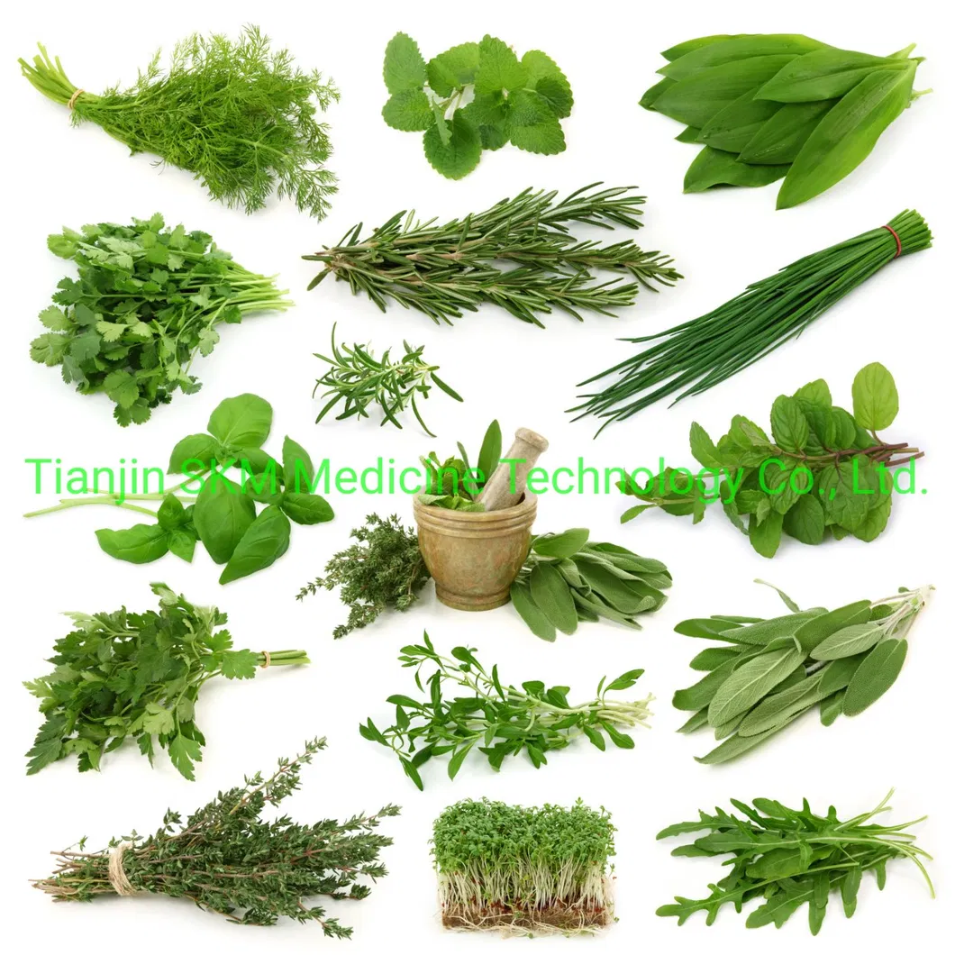 ISO SGS Certified Holy Basil Extract/Ocimum Sanctum Extract