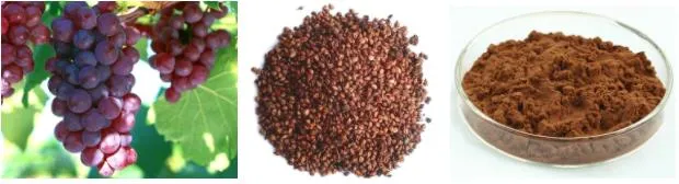 Lisi Supply Natural Grape Seed Extract OPC