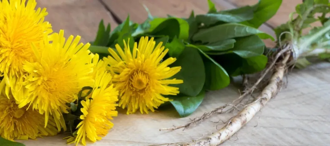 Lower Blood Pressure Herbal Plant Extract Flavones Dandelion Root Extract Powder