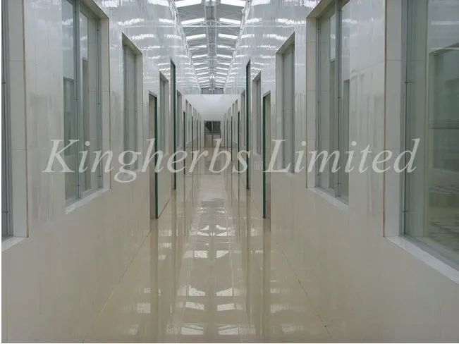 Manufacturer Supply 100% Natural Isatis Root Extract /Radix Isatidis Extract