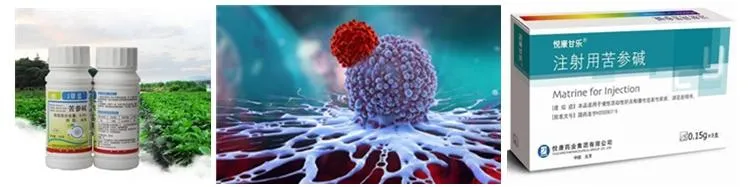 Matrine 98% Powder Insecticide Matrine Kuh-Seng Extract Matrine