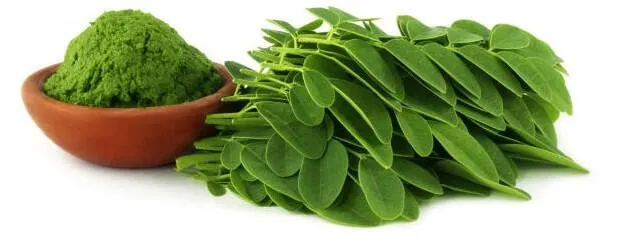 Moringa Oleifera Powder Moringa Leaf Extract