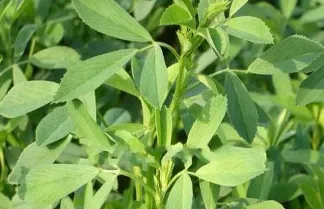 Natural Alfalfa Powder Extract