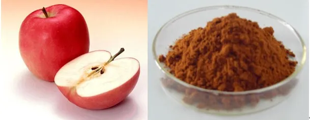 Natural Apple Extract with 98% Phloretin