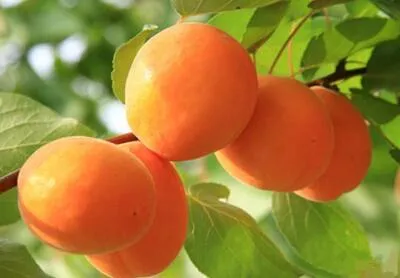 Natural Apricot Powder Fruit Extract