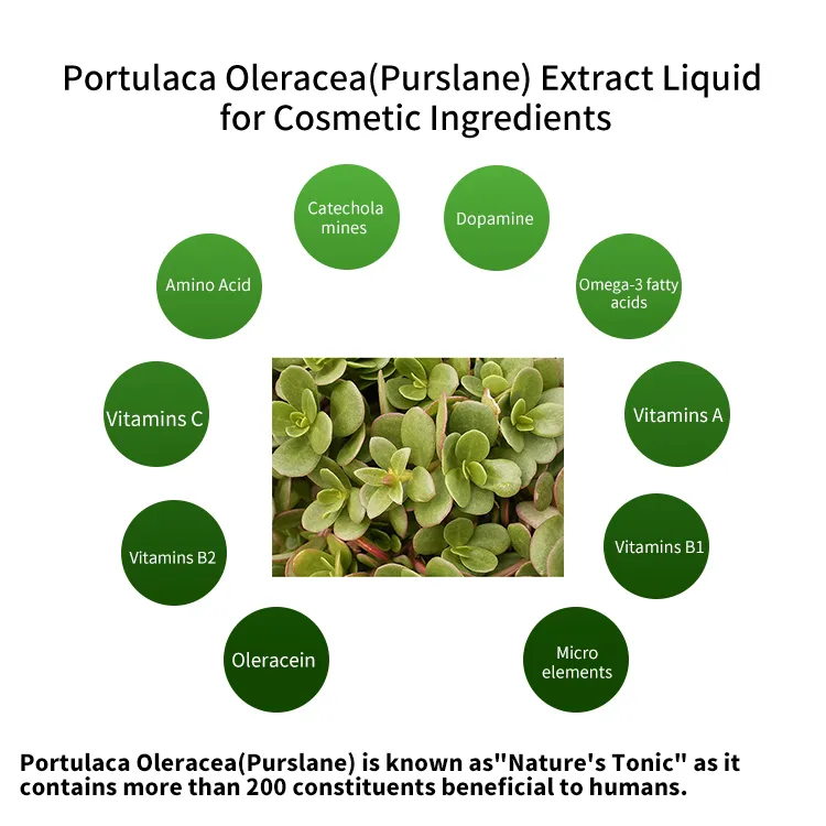 Natural Herb High Nutritional Portulaca Oleracea Extract Liquid Solvent Extraction for Cosmetic Ingredient