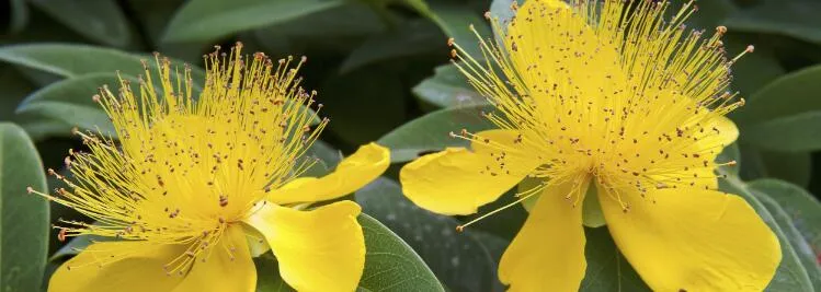 Natural Hypericum Perforatum Powder 0.3%Perforatum Hypericum