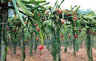 Natural Pitaya Dragon Fruit Powder Extract