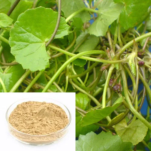 Nutural Plant Extract Gotu Kola Extract 25% Asiaticoside Antioxidant for Cosmetic Factory Supply