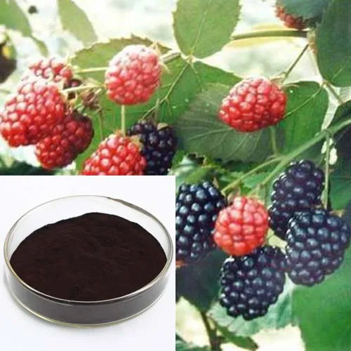 Nutural Plant Extract Mulberry Leaves Extract CAS No. 19130-96-2