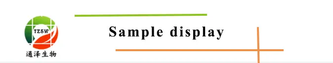 Rehmannia Root Rehmannia Root Extract Rehmannia Chinensis Root Extract 5: 1 Tlc and 10: 1 Tlc