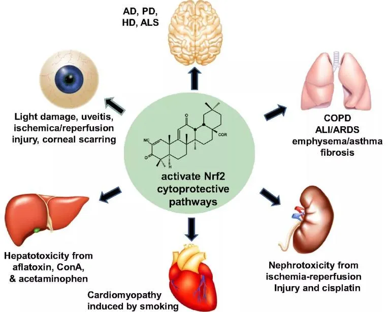 Rehmannia Root Rehmannia Root Extract Rehmannia Chinensis Root Extract 5: 1 Tlc and 10: 1 Tlc