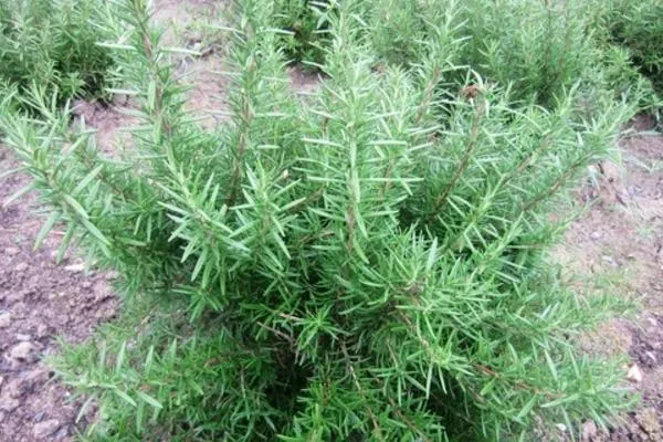 Rosmarinic Acid Powder /Rosemary Extract for Anti-Oxidation