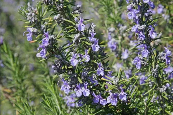 Rosmarinic Acid Powder /Rosemary Extract for Anti-Oxidation