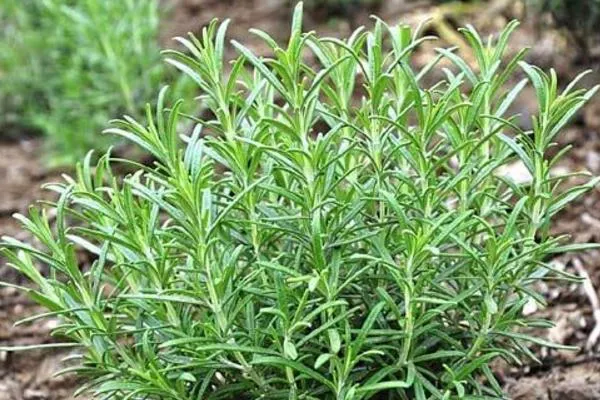 Rosmarinic Acid Powder /Rosemary Extract for Anti-Oxidation