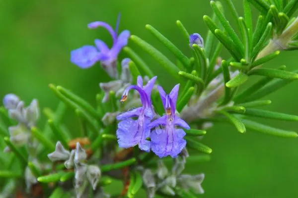 Rosmarinic Acid Powder /Rosemary Extract for Anti-Oxidation