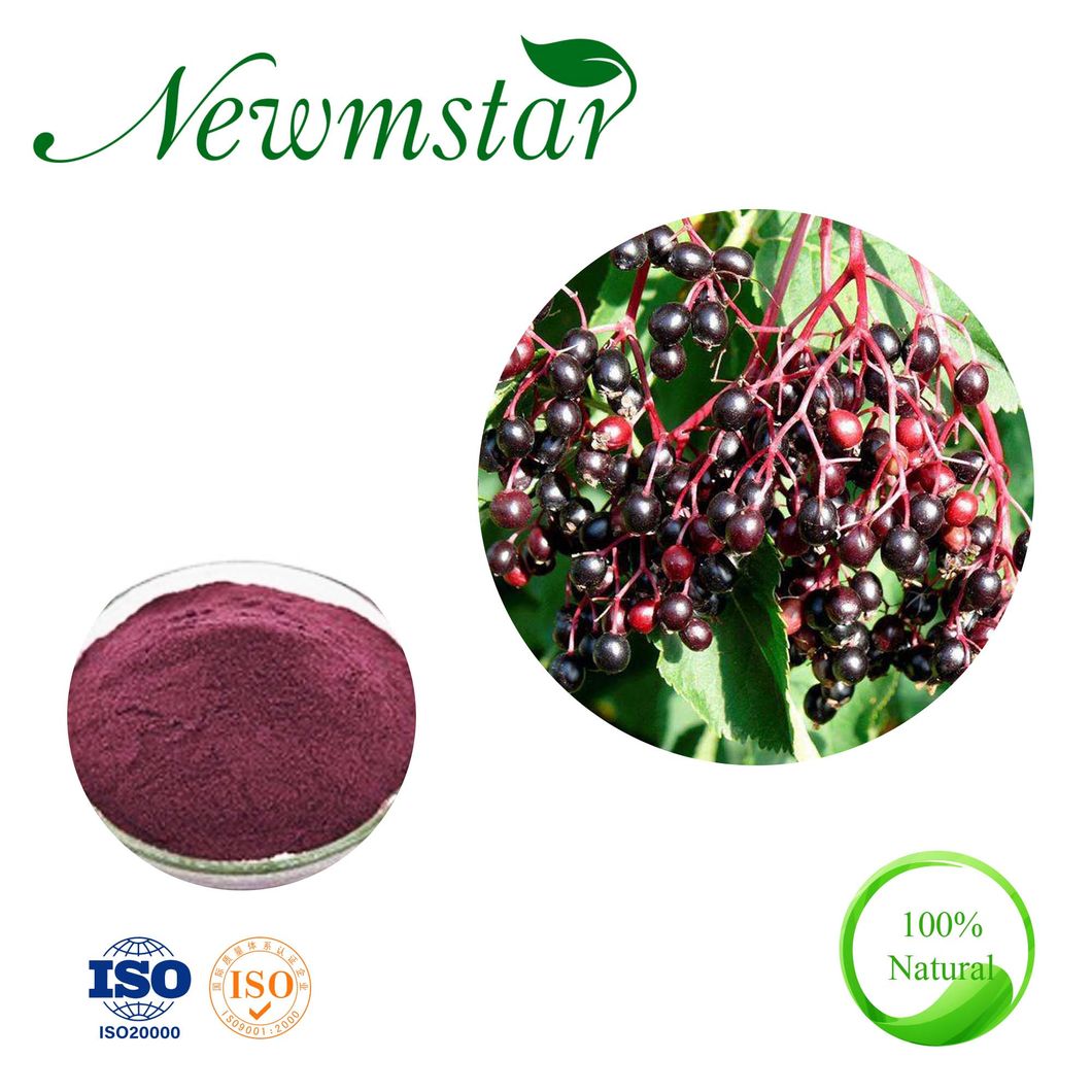 Sambucus Nigra L. Antioxidant Elderberry Extract with Competitive Price & Free Samples