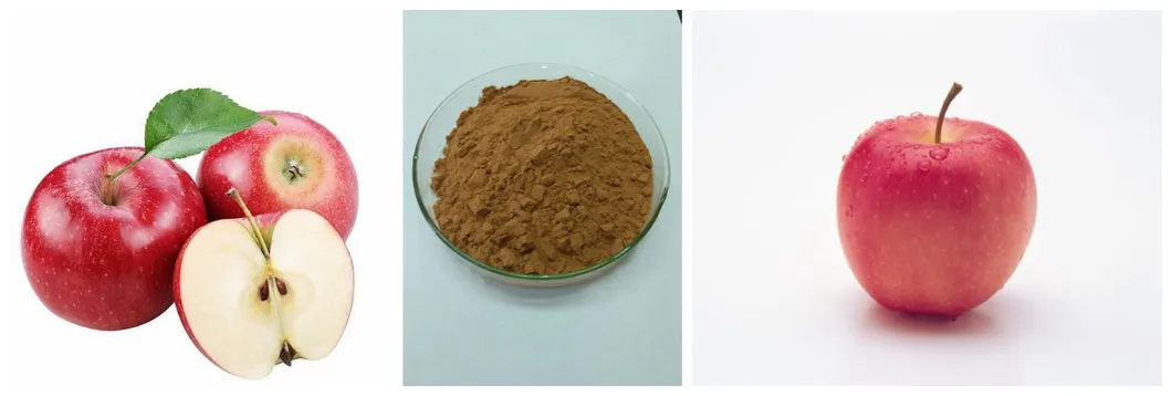 SOST Best Price Top Quality green apple extract