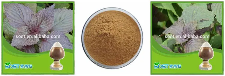 SOST Biotech Health Supplement Dried Holy Basil Extract Powder