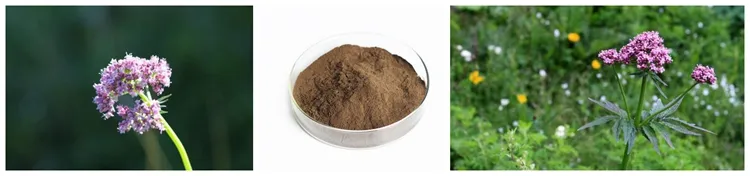 Super quality and hot sale Valerian Root Powder
