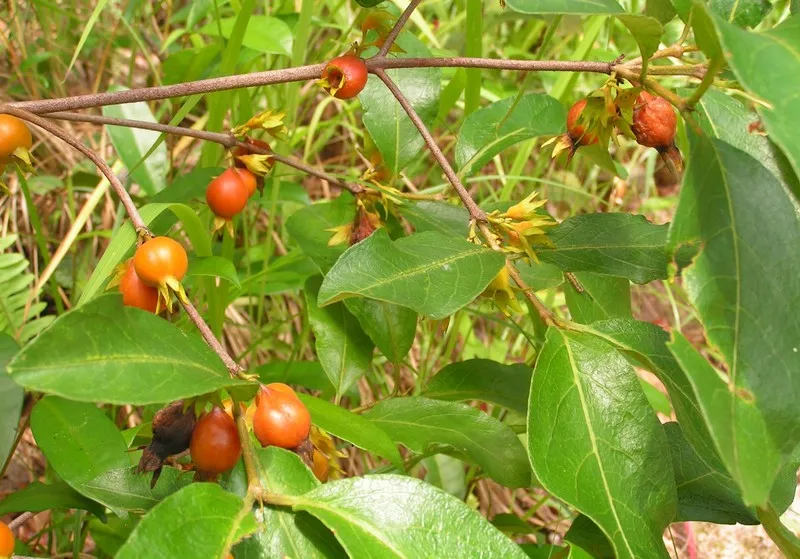 The Factory Supplies Natural Tongkat Ali + Fadogia Agrestis Capsules for Add Libido