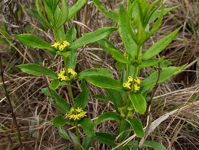 The Factory Supplies Natural Tongkat Ali + Fadogia Agrestis Capsules for Add Libido