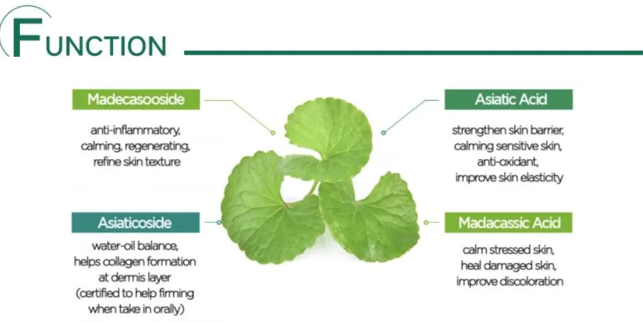 Triterpenoid Glycosides Powder Hydrocotyle Asiatica Extract/Centella Asiatica Extract /Gotu Kola Extract Centella Asiatica