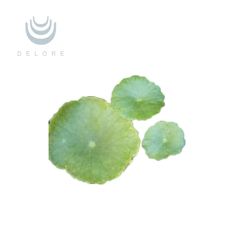 Triterpenoid Glycosides Powder Hydrocotyle Asiatica Extract/Centella Asiatica Extract /Gotu Kola Extract Centella Asiatica