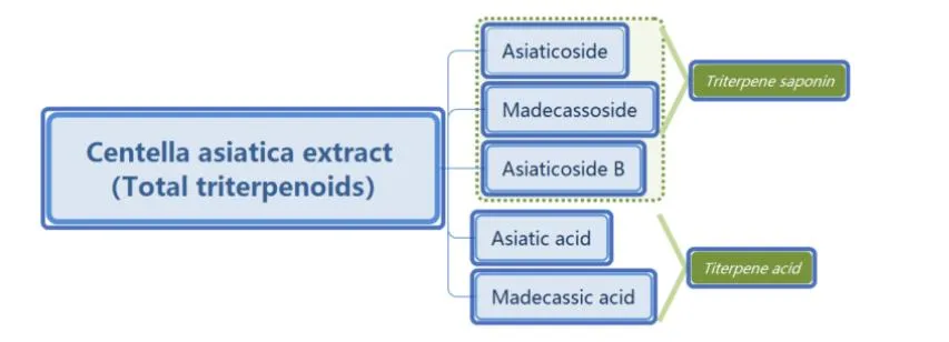 Triterpenoid Glycosides Powder Hydrocotyle Asiatica Extract/Centella Asiatica Extract /Gotu Kola Extract Centella Asiatica
