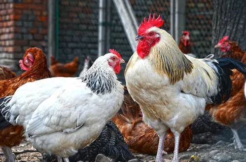 Vitamin B12 1% Feed Grade Fami-QS ISO Certificate