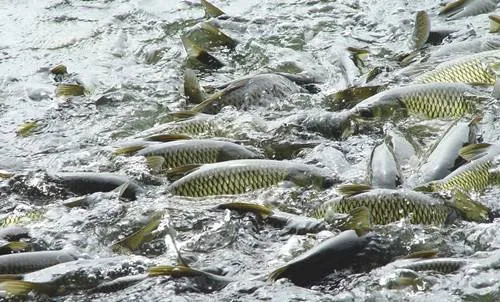 Vitamin B12 1% Feed Grade Fami-QS ISO Certificate