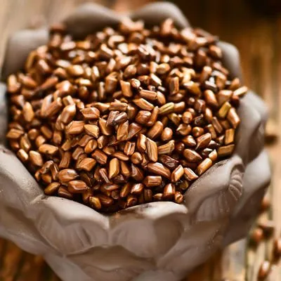 Water Soluble Semen Cassiae Seed Extract 10: 1