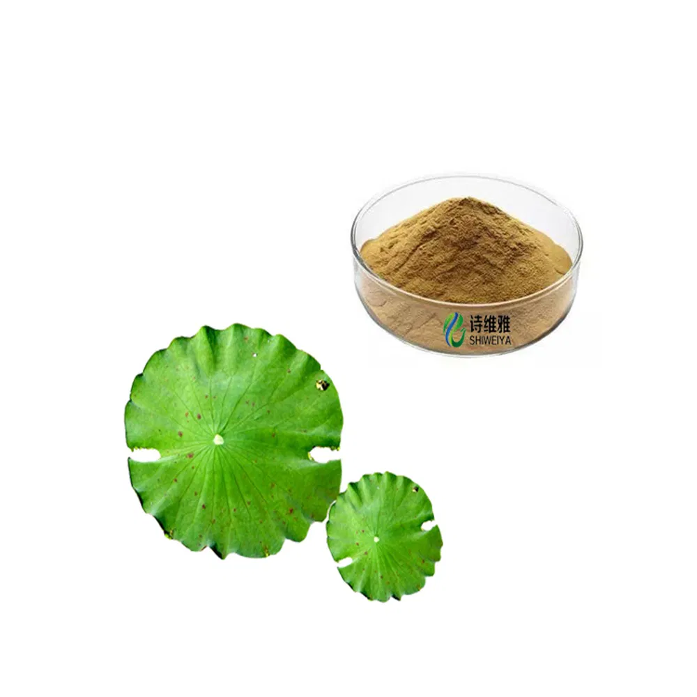 Weight Loss Product Natural Supply Lotus Leaf Plant Extract