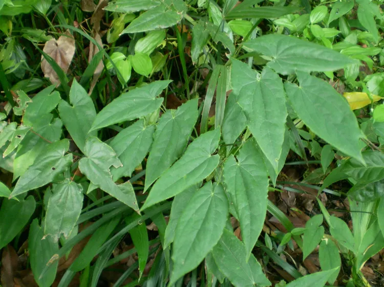 Wholesale Epimedium Extract Icariin 40%