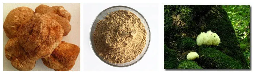 Wholesale Mushroom Tincture Nature Mushroom Powder Organic Mushroom Powder